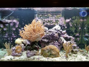 Small reef