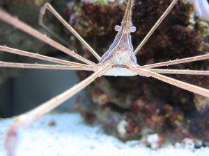 arrow crab, saltwater aquarium invertebrates