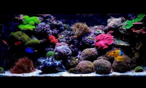 reef aquarium, saltwater aquarium, captive aquatic ecosystems