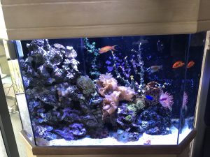 Captive Aquatic Ecosystems, custom aquarium, reef aquarium
