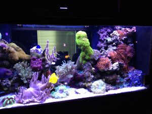 captive aquatic ecosystems, reef tank