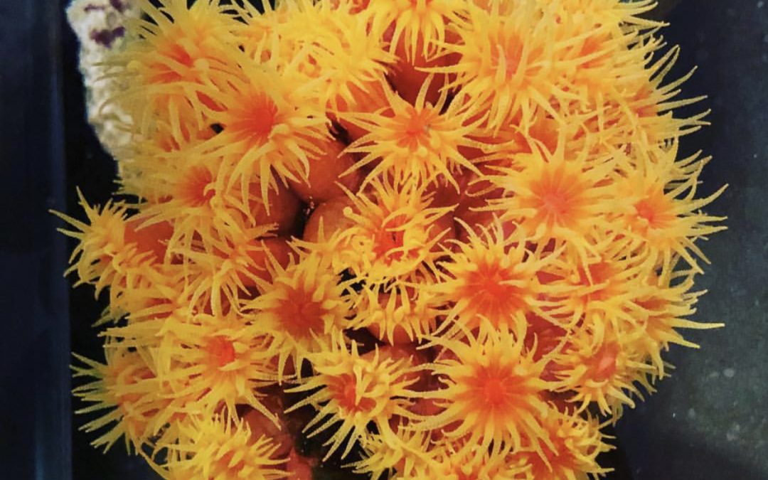 Enticing sun coral to open using Piscene Energetics Calanus